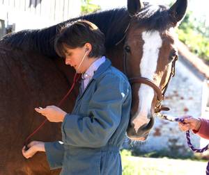 vet checking horse with stethoscope