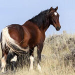 wild mustang horse