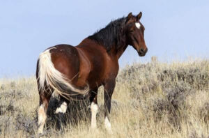 wild mustang horse