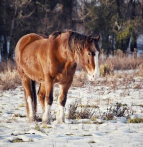 winter paddock